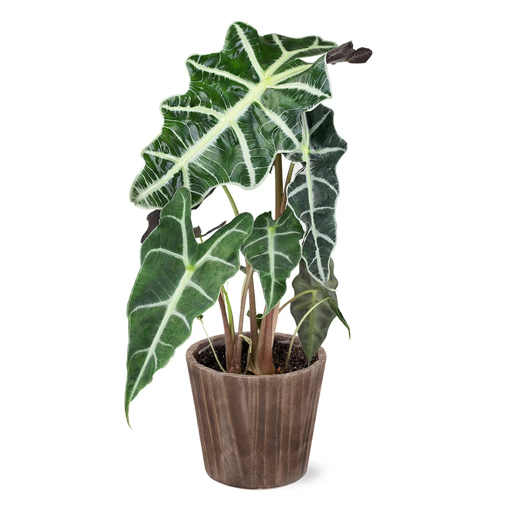 Alocasia Polly With Decorative Pot - Image 8
