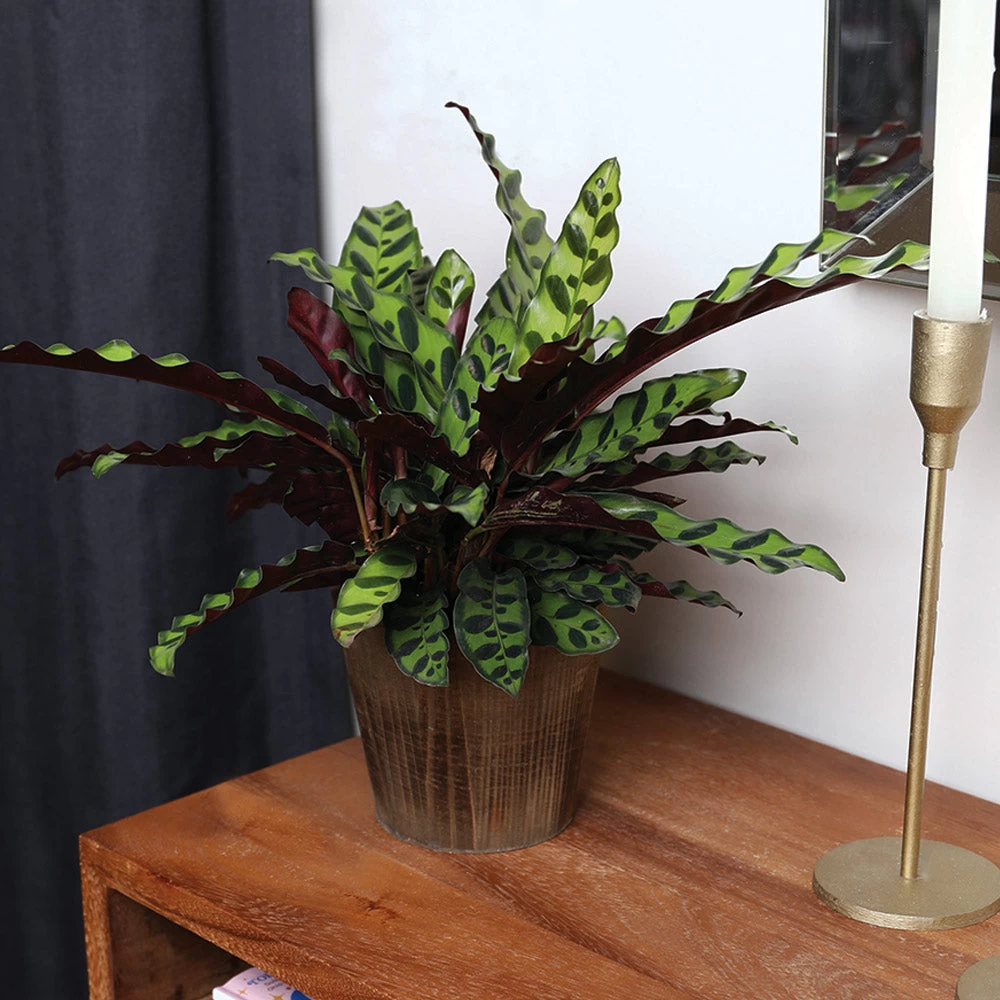 Calathea Rattlesnake With Decorative Pot - Image 7