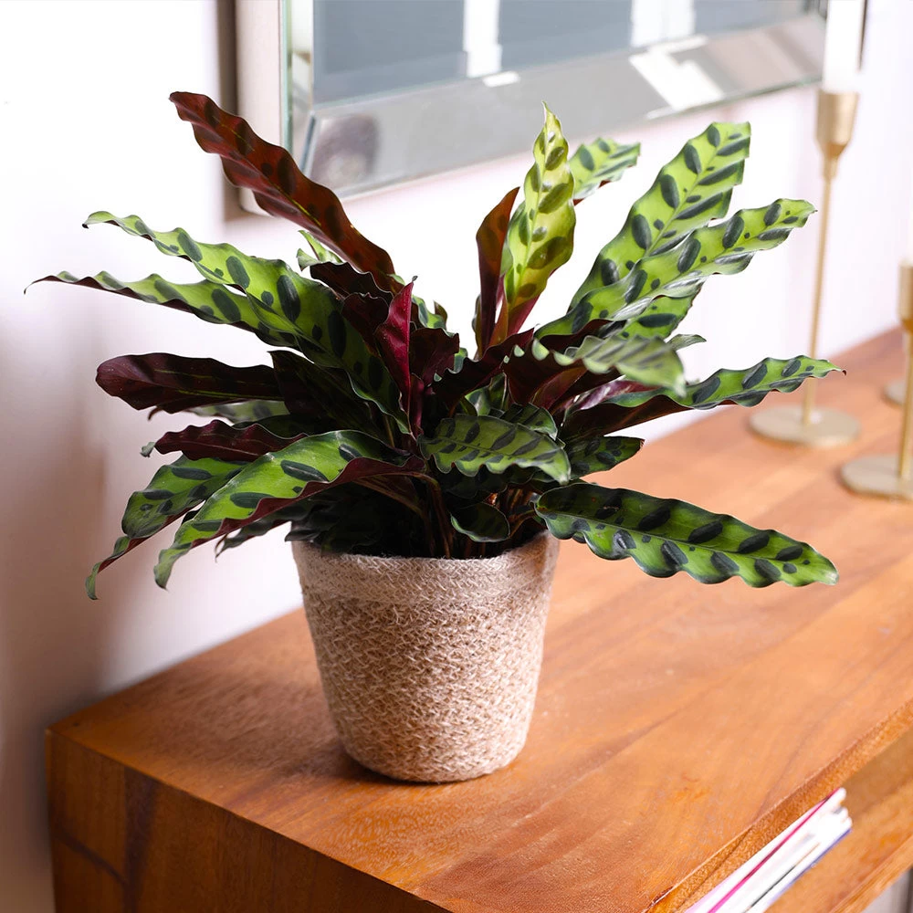 Calathea Rattlesnake With Decorative Pot - Image 6