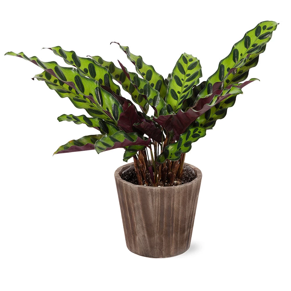 Calathea Rattlesnake With Decorative Pot - Image 5