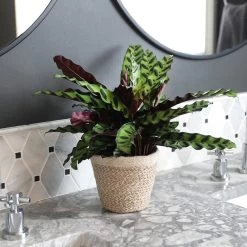 Calathea Rattlesnake With Decorative Pot