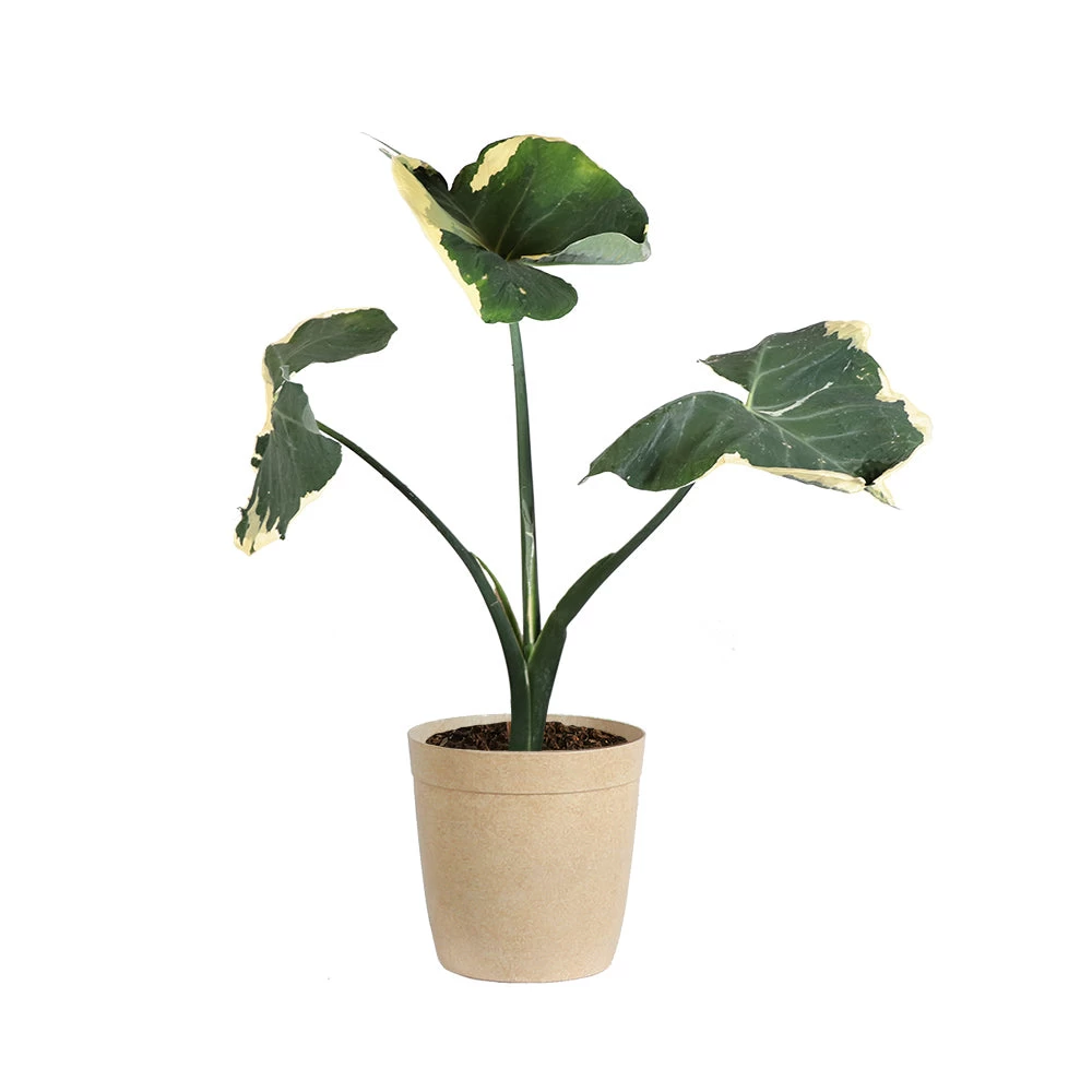 Mickey Mouse Alocasia (Alocasia Xanthosoma Variegata) - Image 8