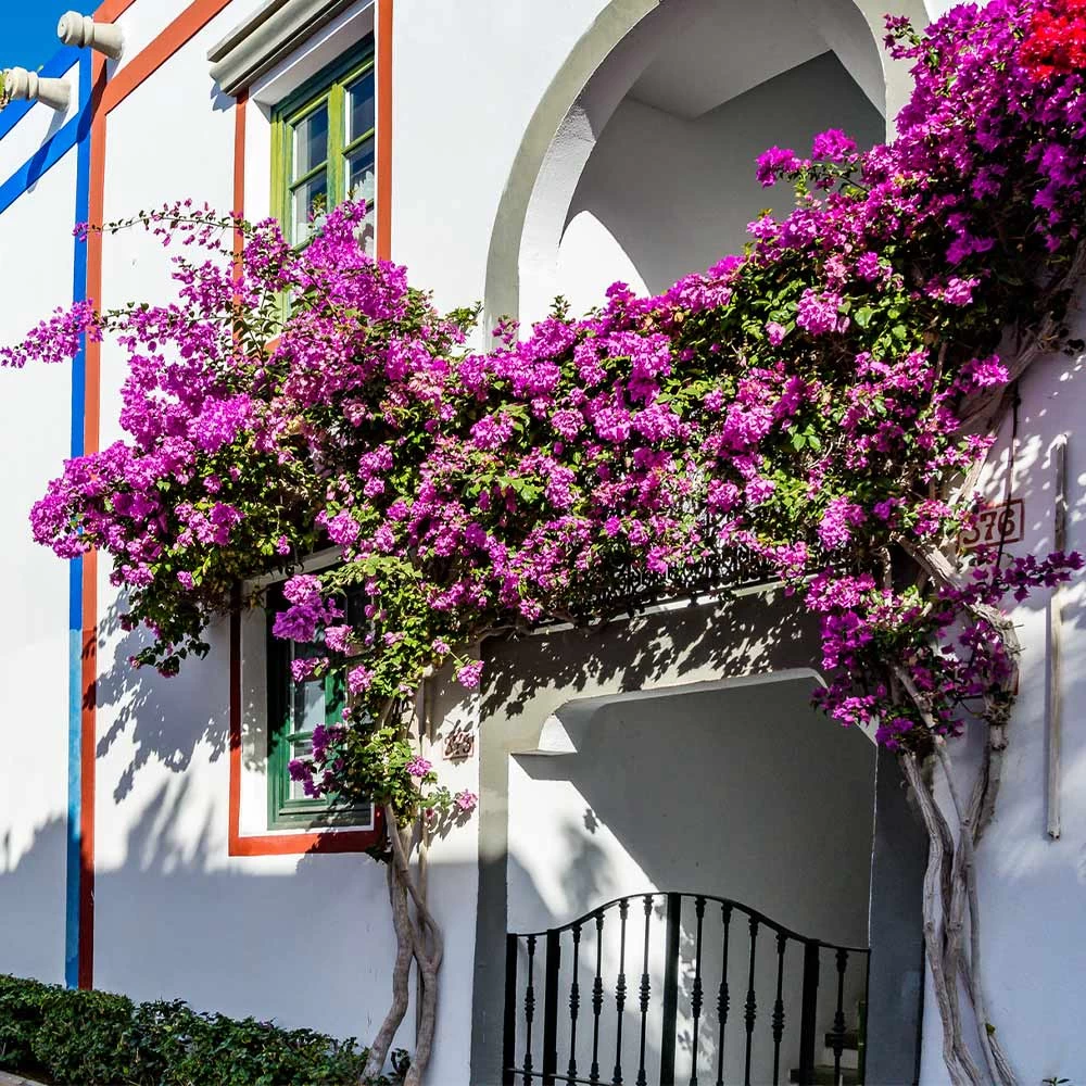 Alexandra Bougainvillea - Image 3