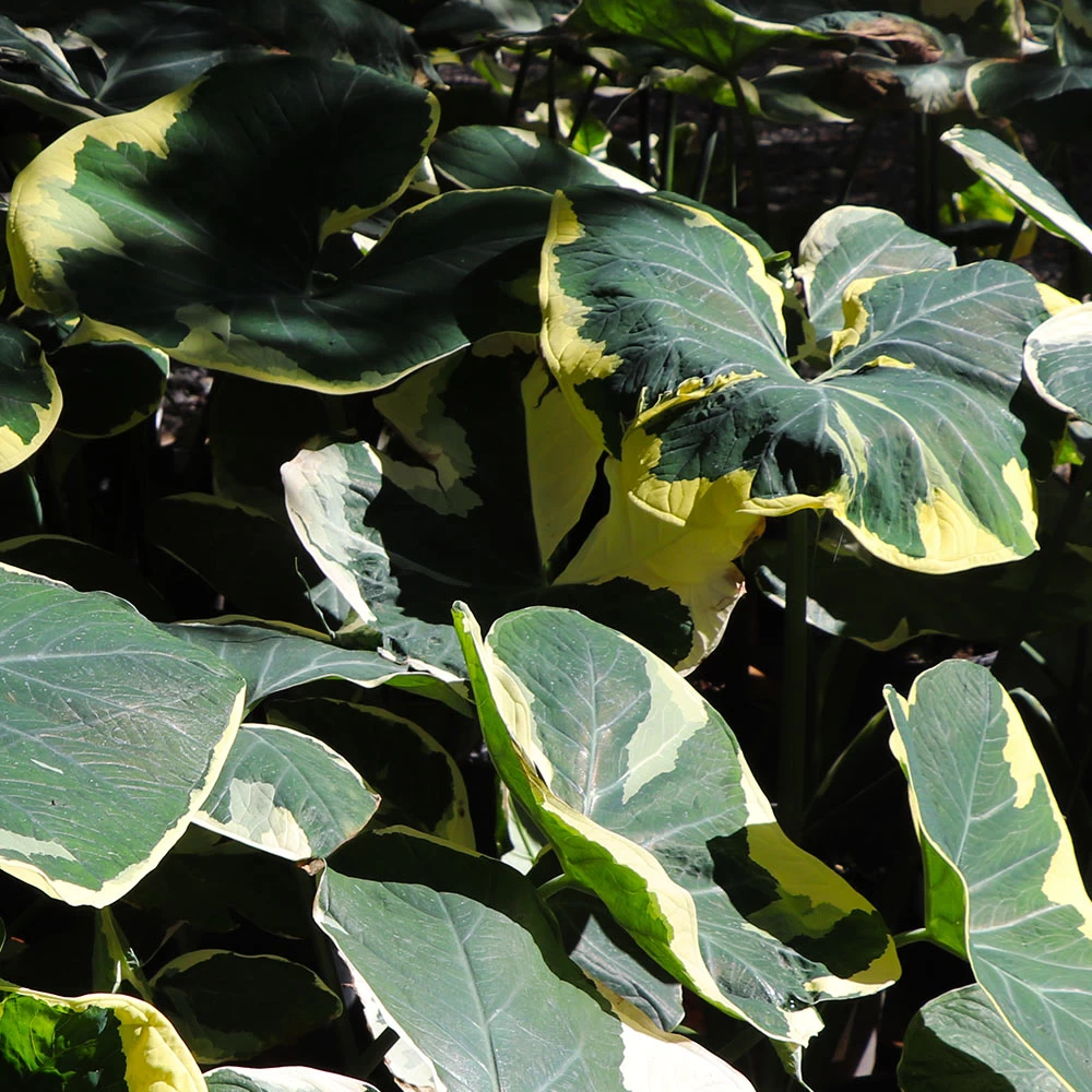 Mickey Mouse Alocasia (Alocasia Xanthosoma Variegata) - Image 5