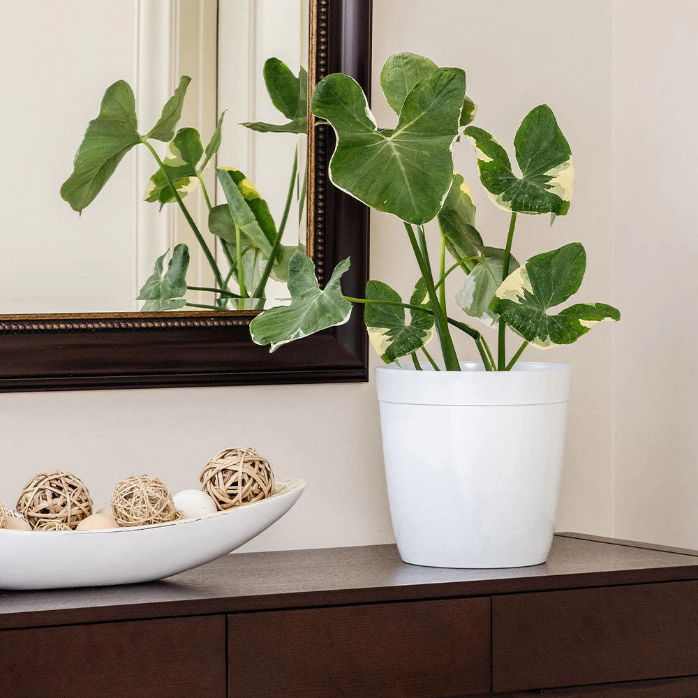 Mickey Mouse Alocasia (Alocasia Xanthosoma Variegata) - Image 3