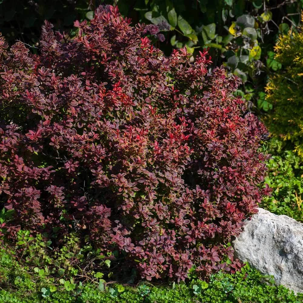 Admiration Barberry Shrub - Image 3