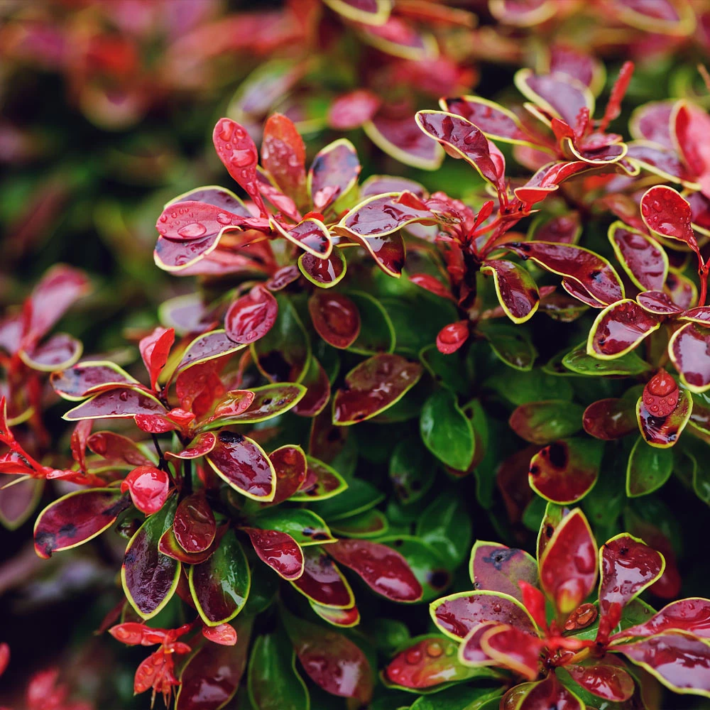 Admiration Barberry Shrub - Image 2