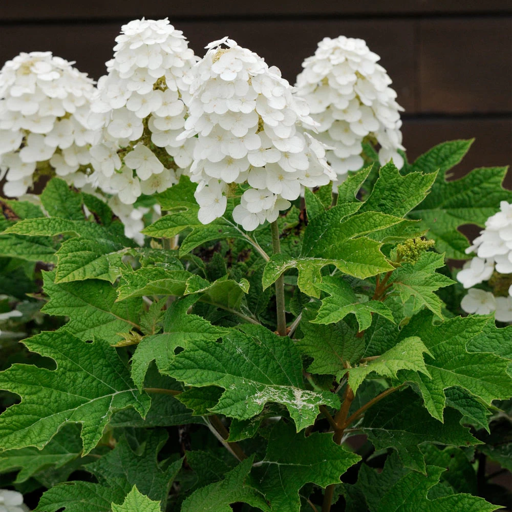 Alice Oakleaf Hydrangea Shrub - Image 2