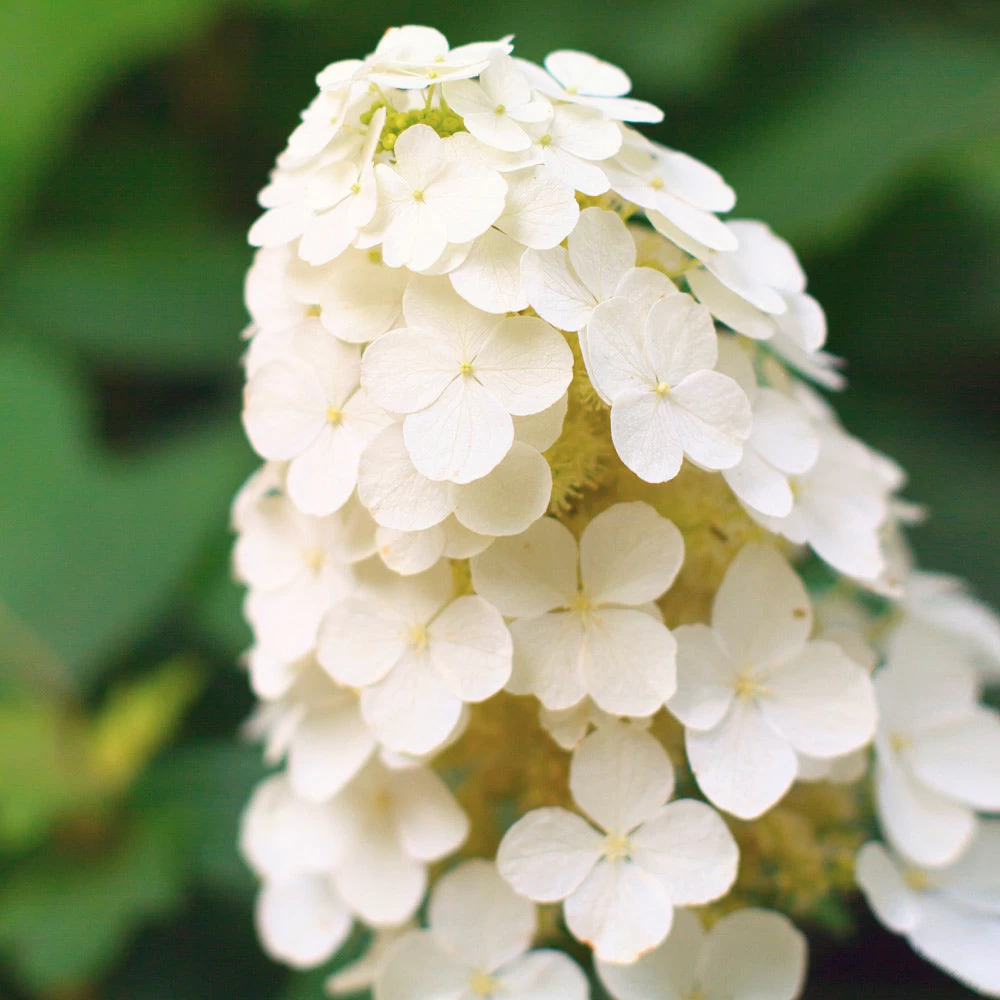 Alice Oakleaf Hydrangea Shrub - Image 3