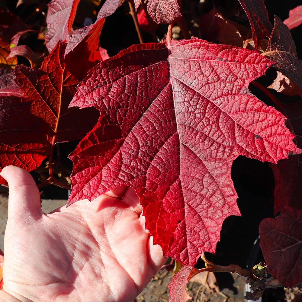 Alice Oakleaf Hydrangea Shrub - Image 4