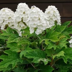 Alice Oakleaf Hydrangea Shrub