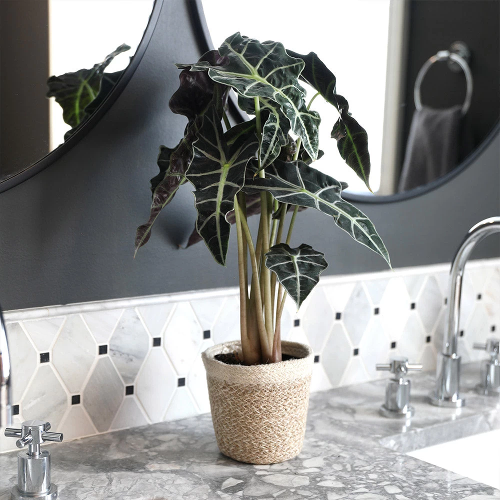 Alocasia Polly With Decorative Pot - Image 6