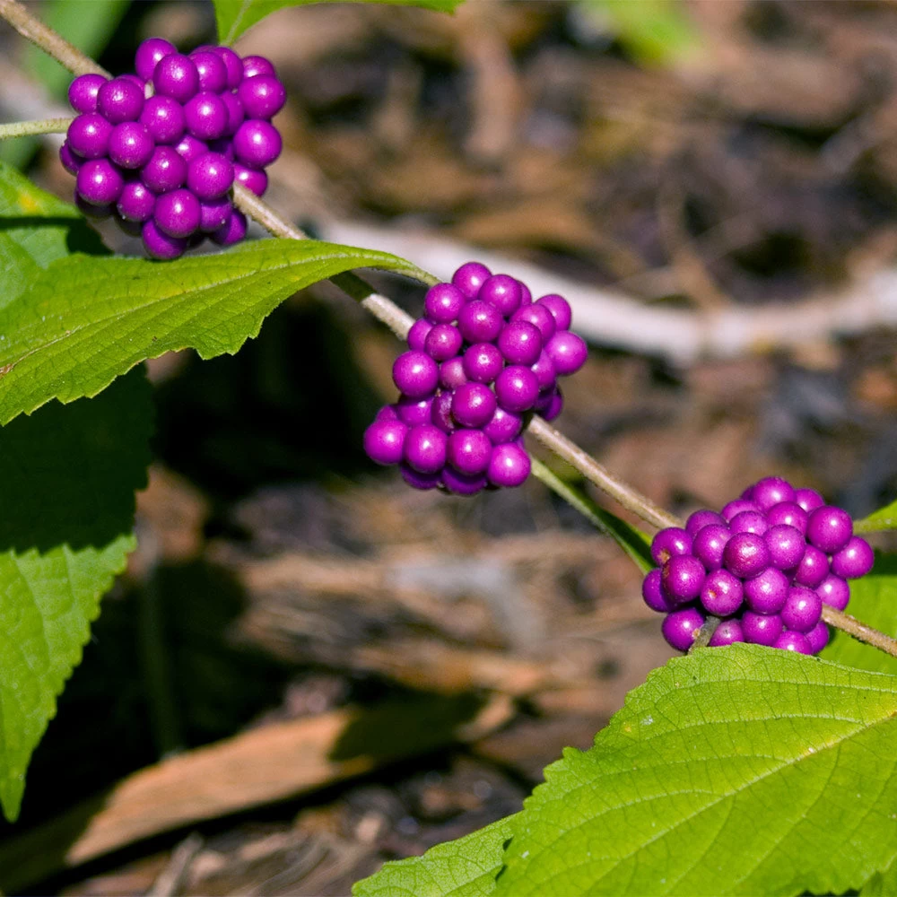American Beautyberry - Image 2
