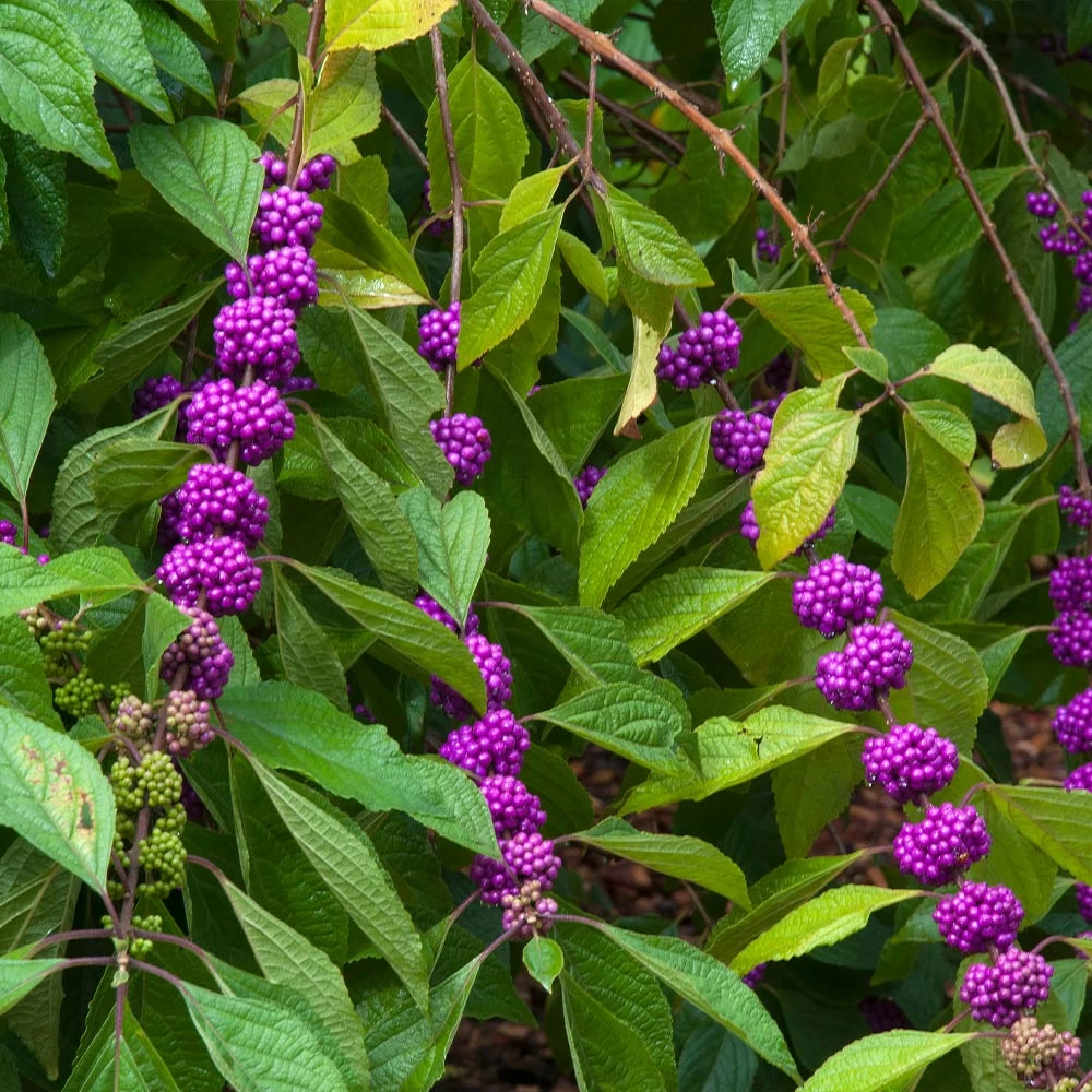 American Beautyberry - Image 4