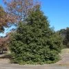 Greenleaf American Holly Shrub