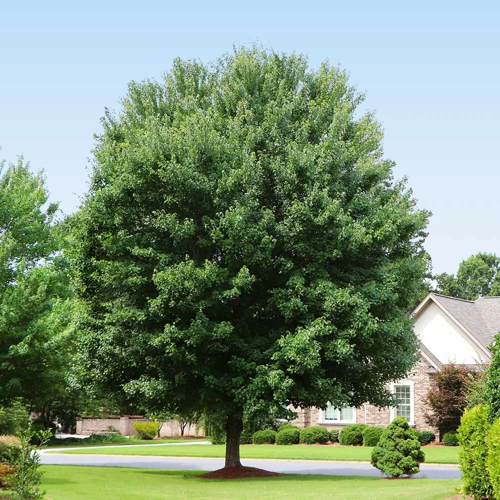 American Red Maple Tree - Image 4