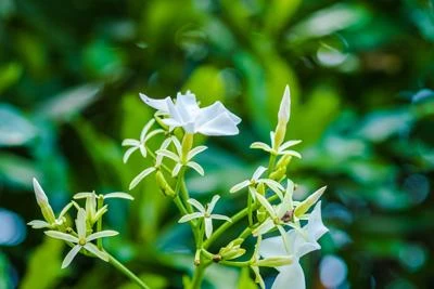 Angel Wing Jasmine Shrub - Image 4