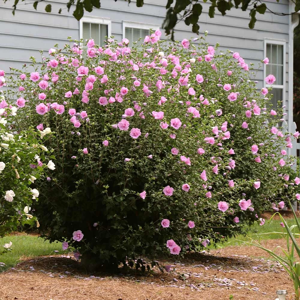 Aphrodite Rose Of Sharon Althea Shrub - Image 2