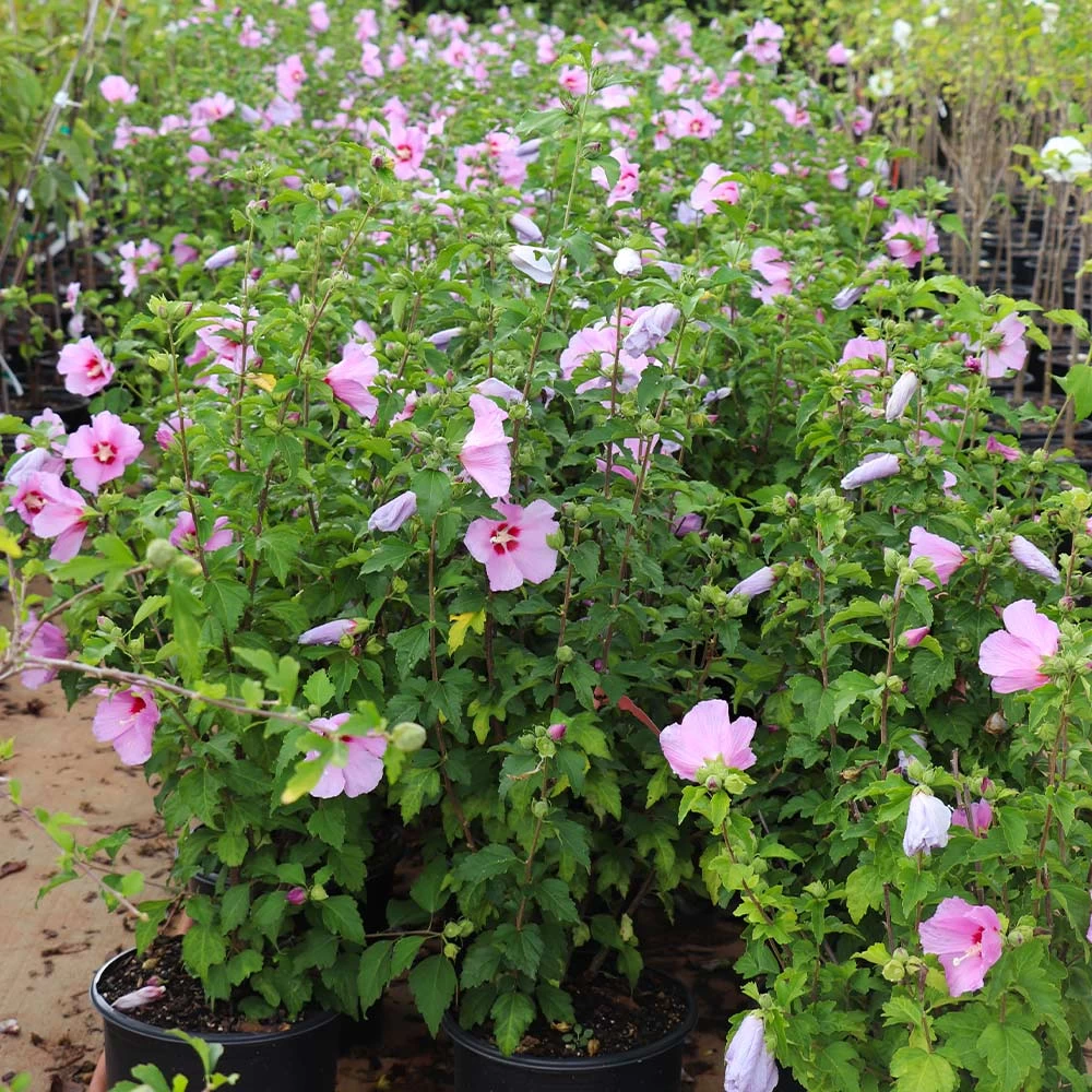Aphrodite Rose Of Sharon Althea Shrub - Image 4