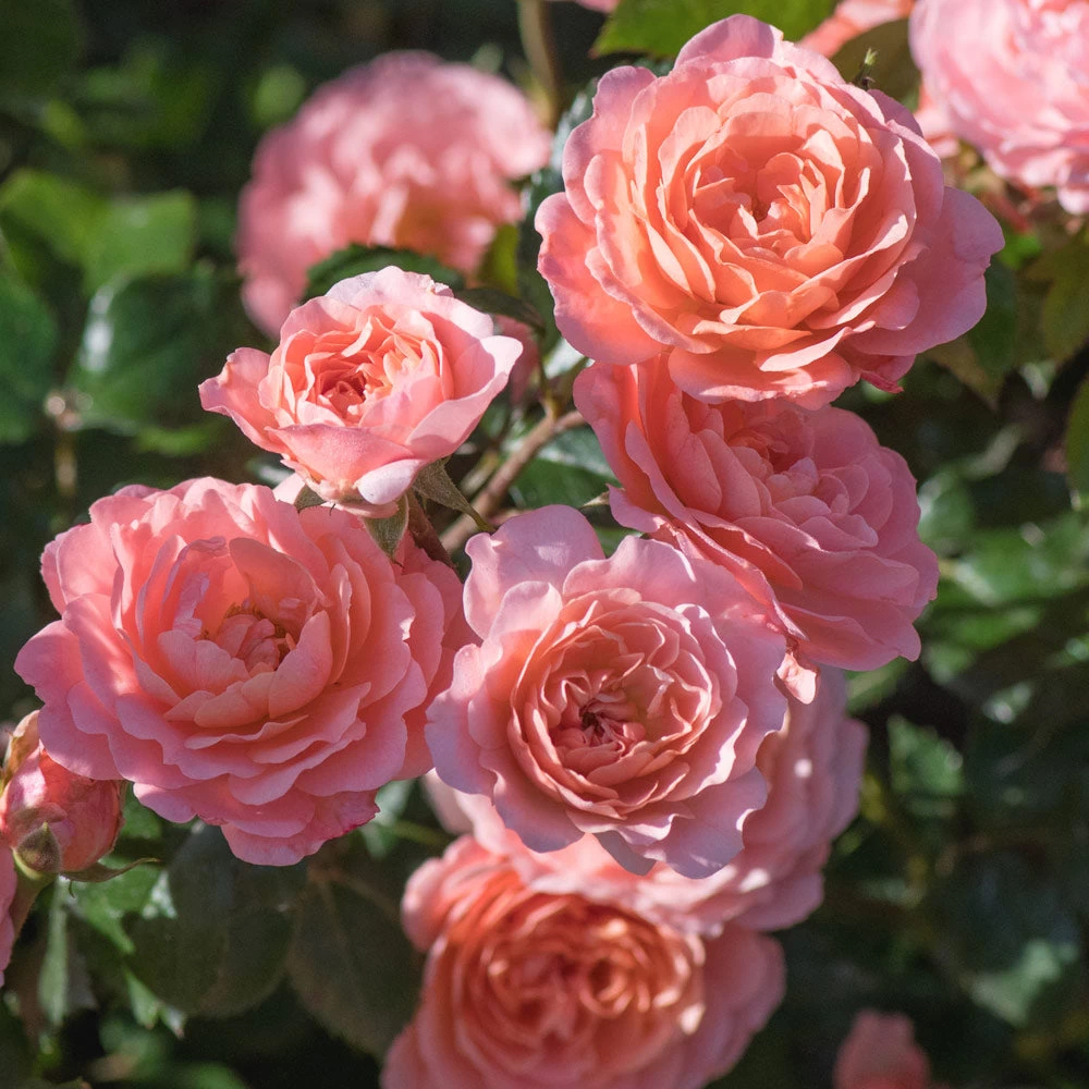 Apricot Drift® Rose - Image 2
