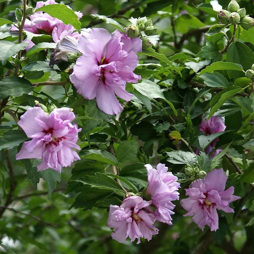 Ardens Rose Of Sharon Althea Shrub - Image 3