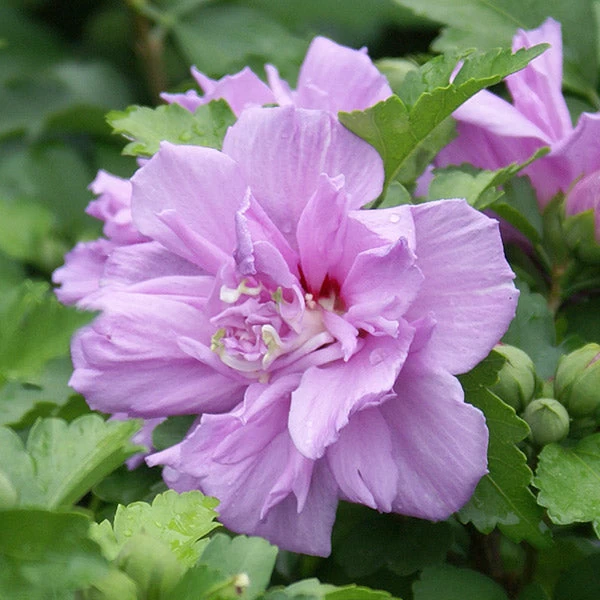 Ardens Rose Of Sharon Althea Shrub