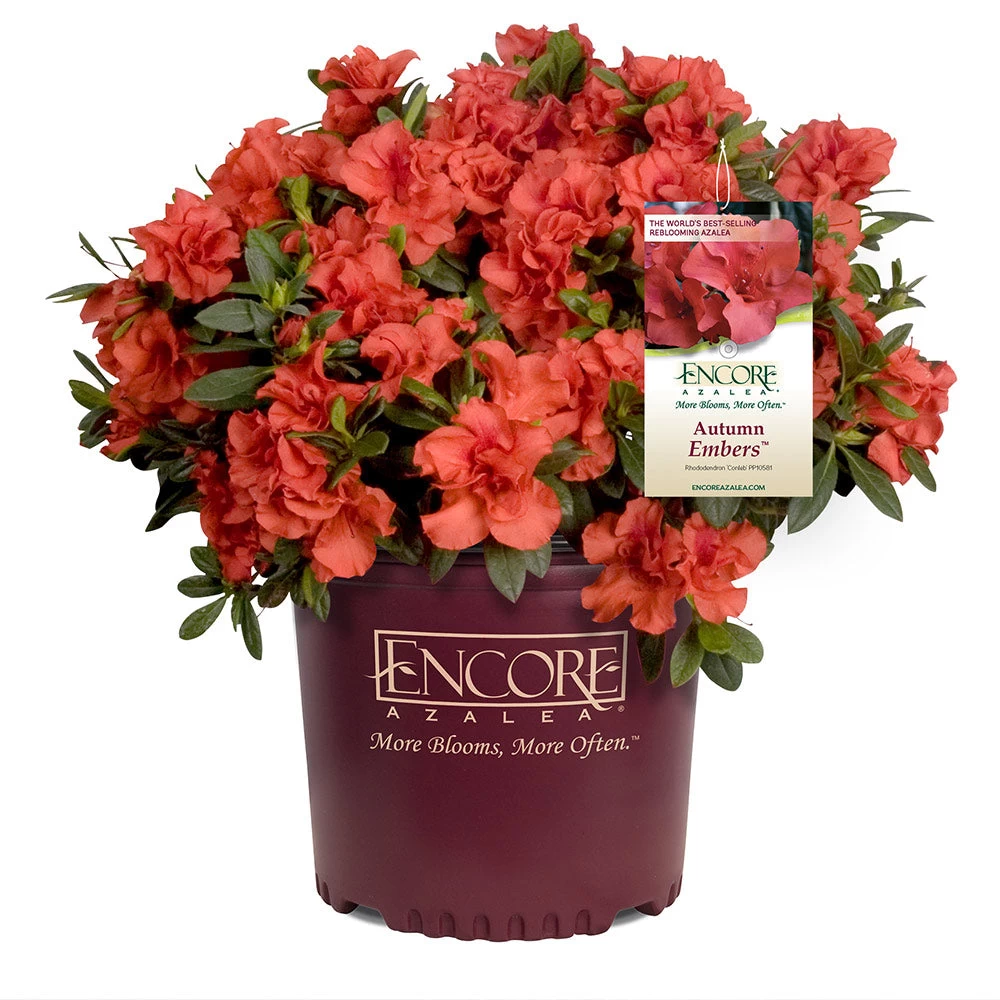 Autumn Embers® Encore® Azalea Shrub - Image 5