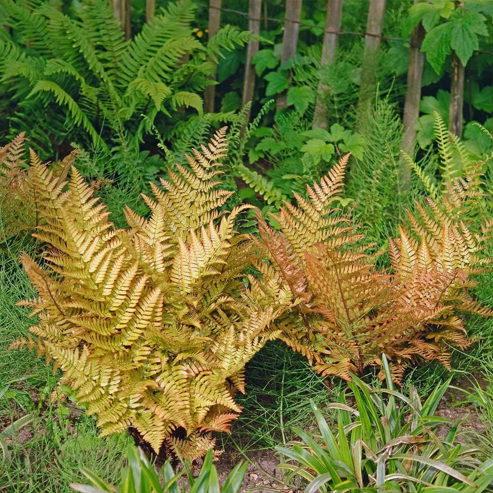 Brilliance Autumn Fern - Image 4