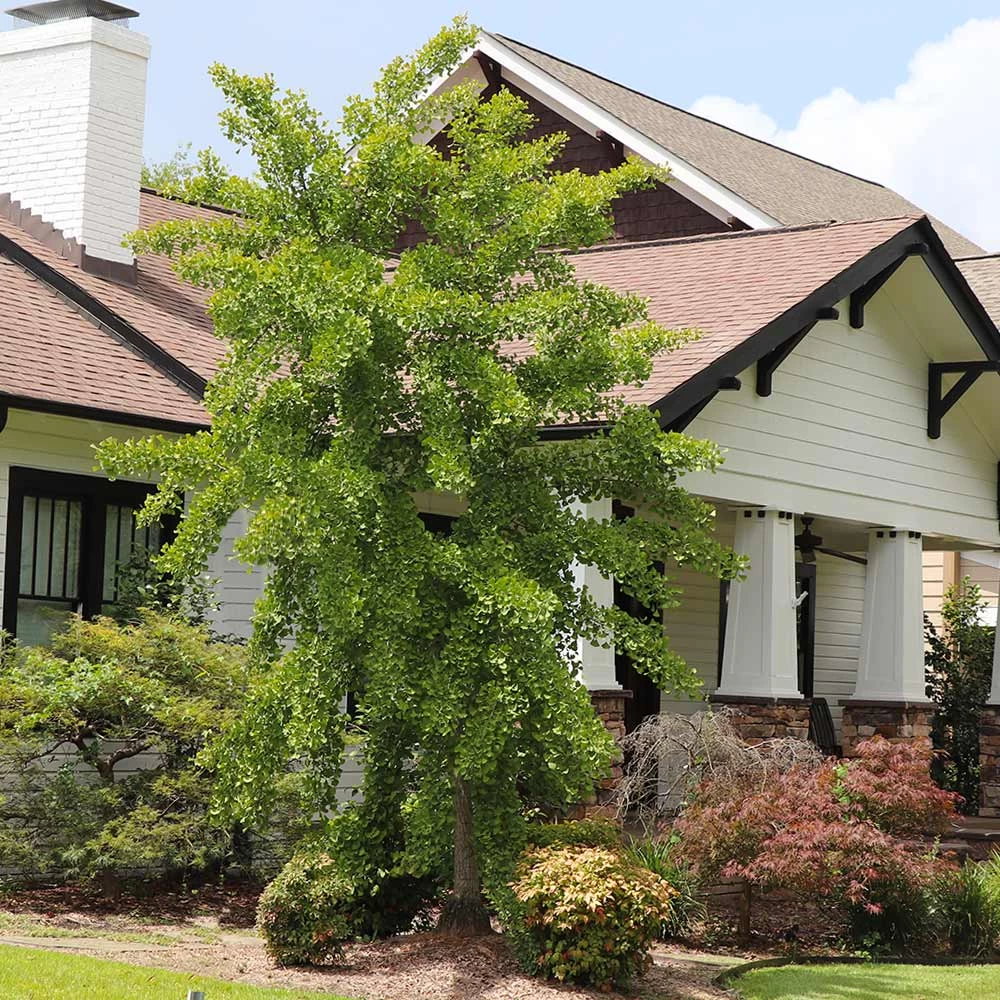 Autumn Gold Ginkgo Tree - Image 6
