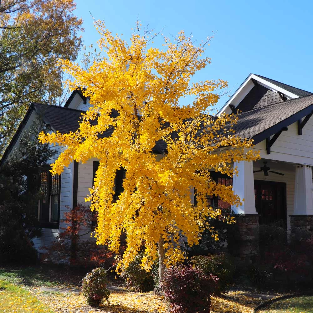 Autumn Gold Ginkgo Tree - Image 5