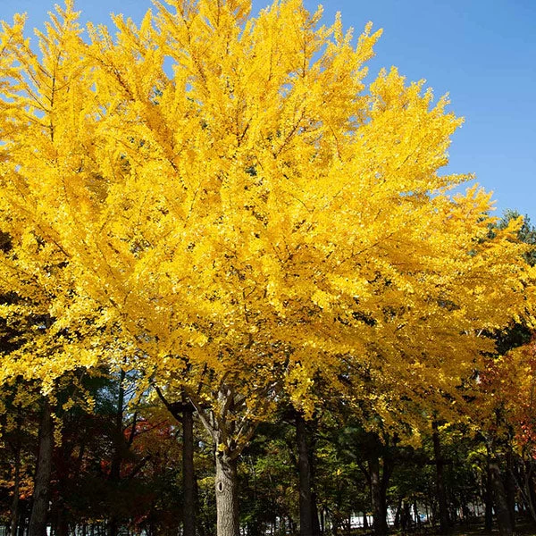 Autumn Gold Ginkgo Tree