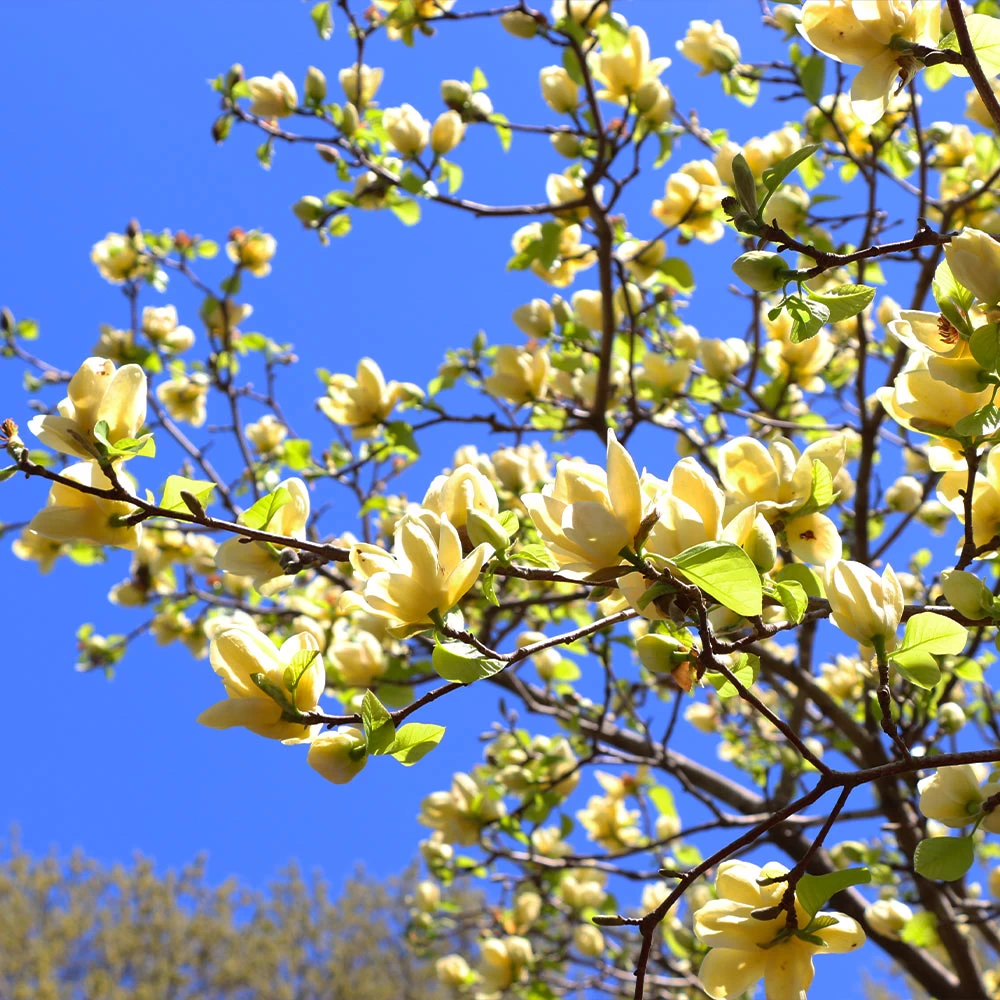Butterfly Magnolia Tree - Image 4