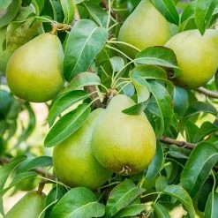 Bartlett Pear Tree
