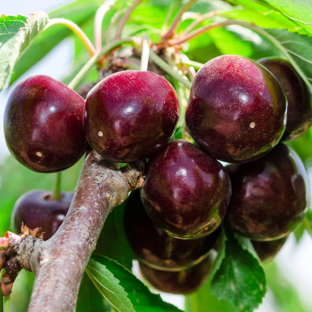 Bing Cherry - Image 3