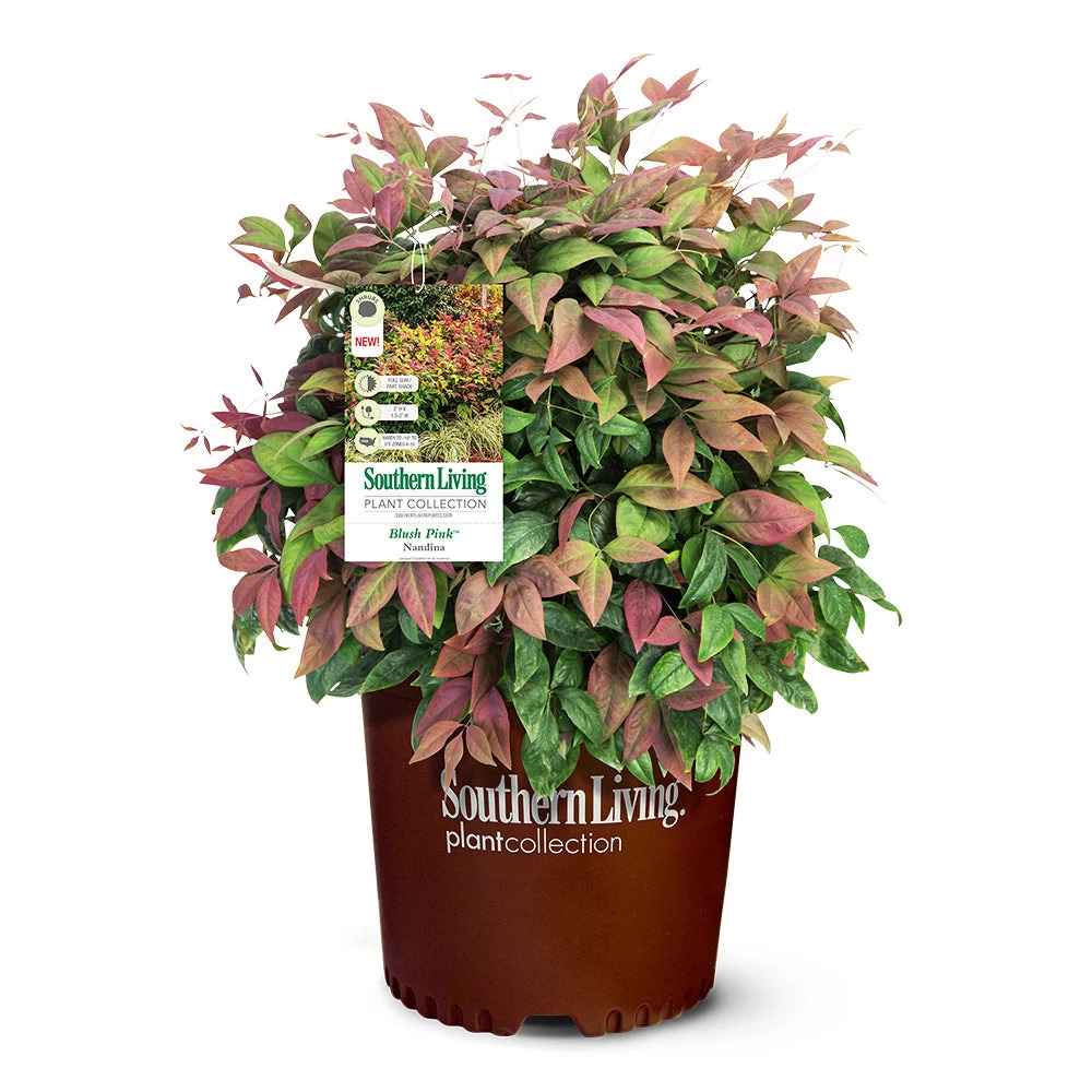 Blush Pink™ Nandina Shrub - Image 6