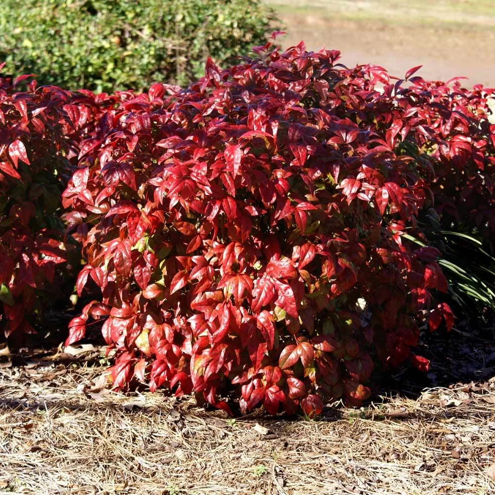 Blush Pink™ Nandina Shrub - Image 4