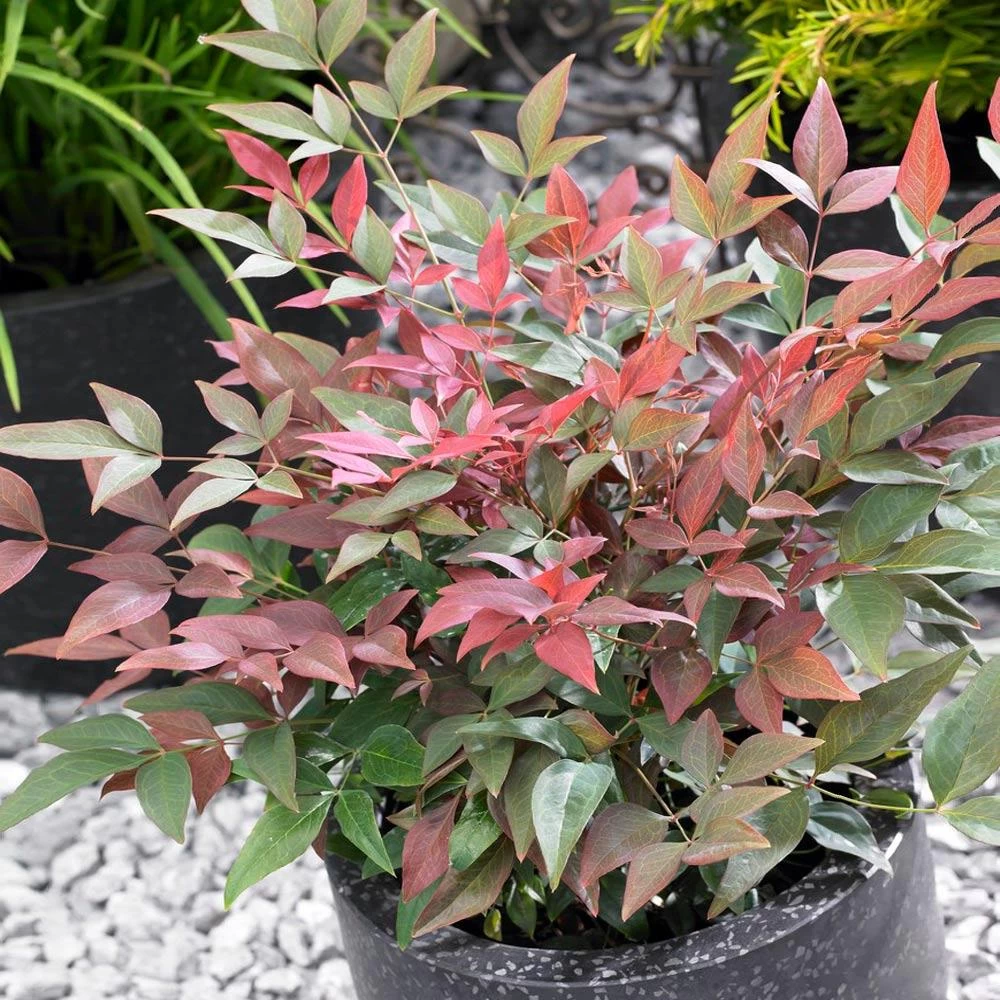 Blush Pink™ Nandina Shrub - Image 3