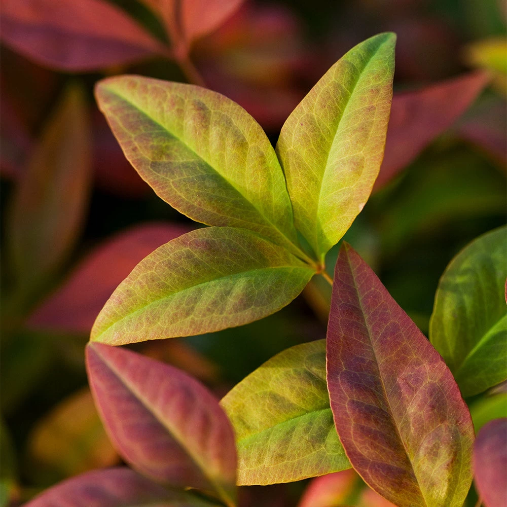 Blush Pink™ Nandina Shrub - Image 5