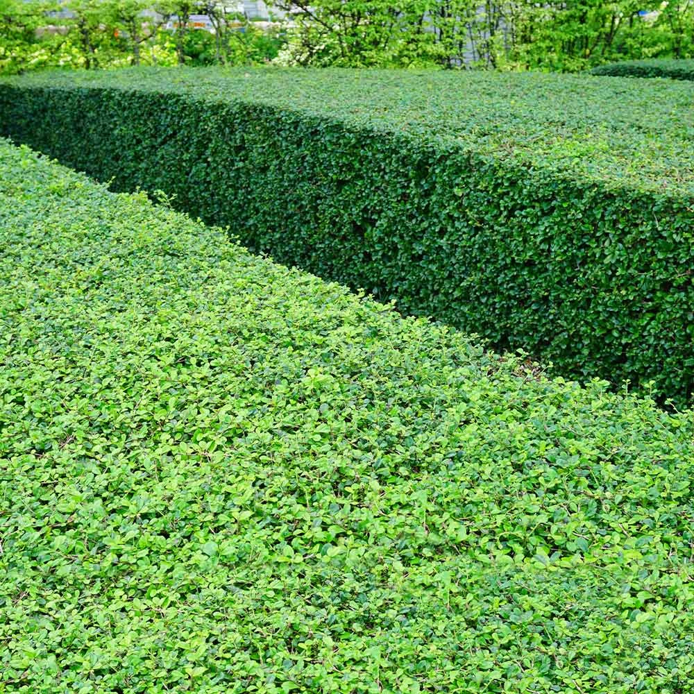 Titan Boxwood Shrub - Image 5