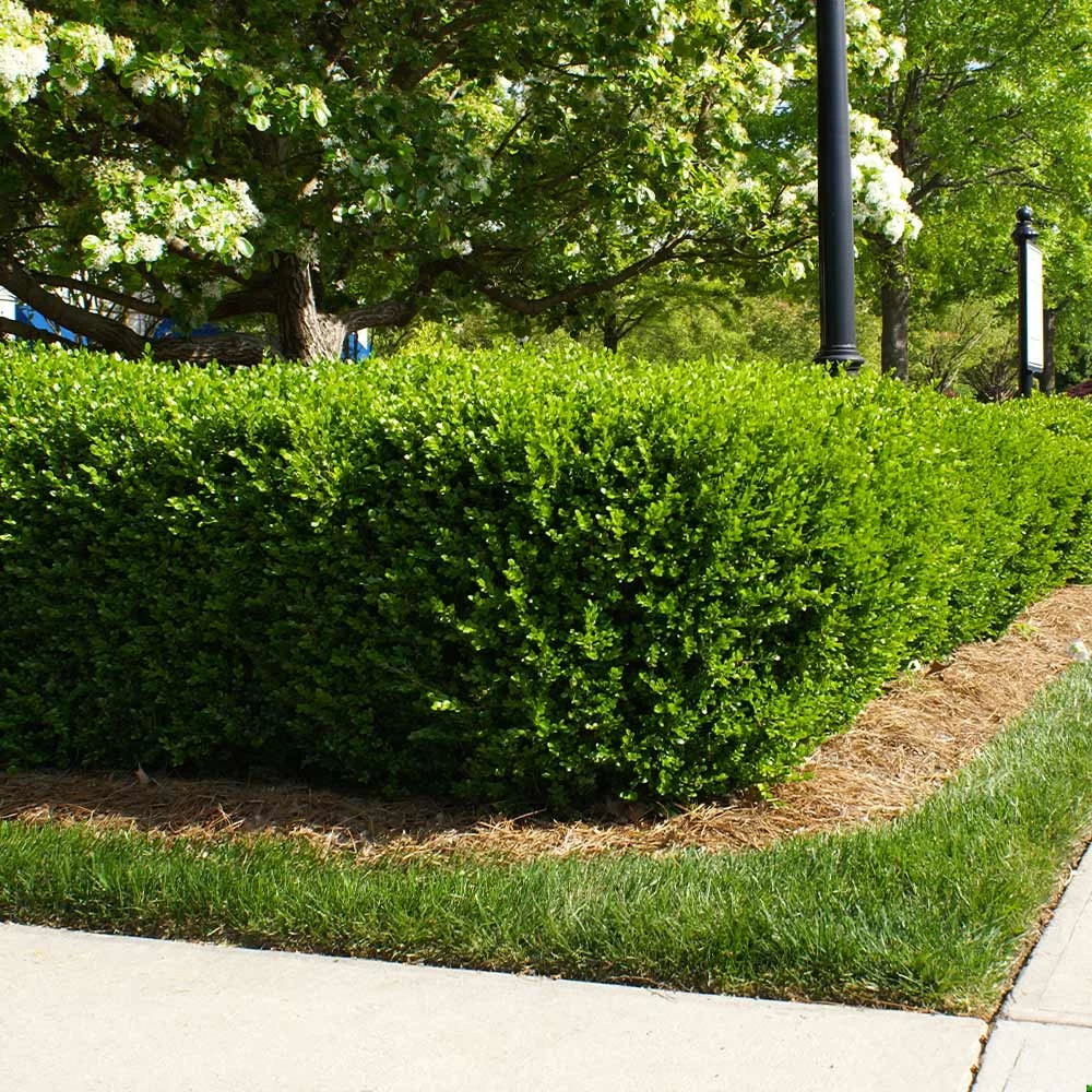 Cold-Hardy Winter Interest Kit - Image 4