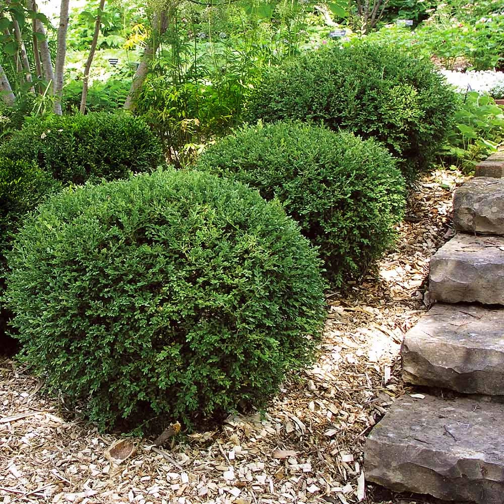 Wintergreen Boxwood Shrub - Image 2