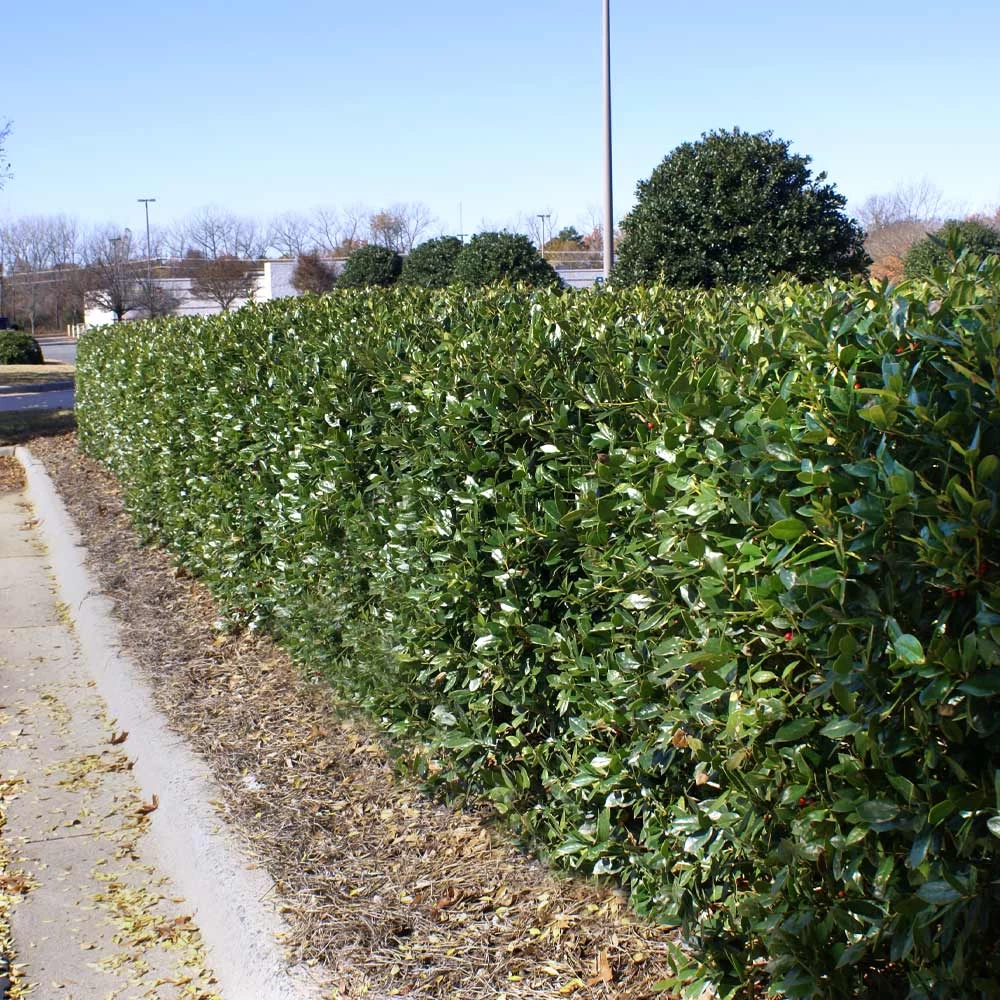 Dwarf Burford Holly Shrub - Image 3