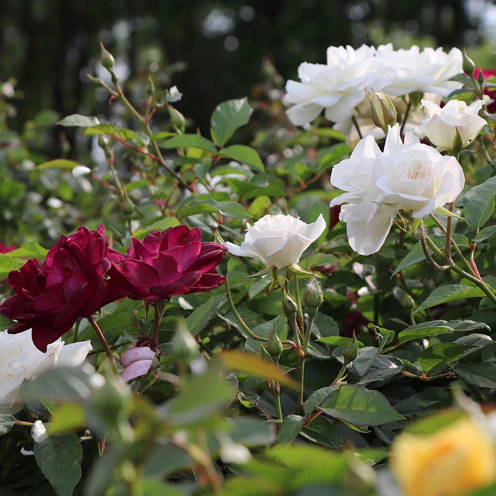 Burgundy Iceberg And Iceberg Two-fer® Rose Tree - Image 4