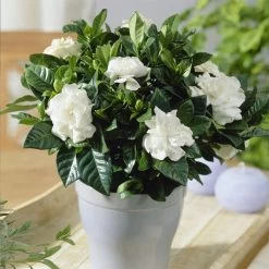 Buttons Gardenia Shrub
