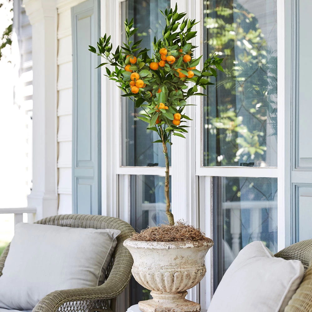 California Honey Mandarin Tree - Image 3