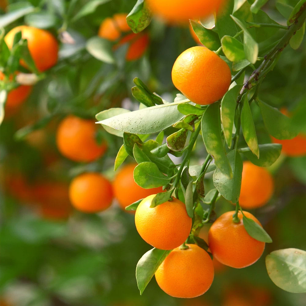 California Honey Mandarin Tree - Image 2
