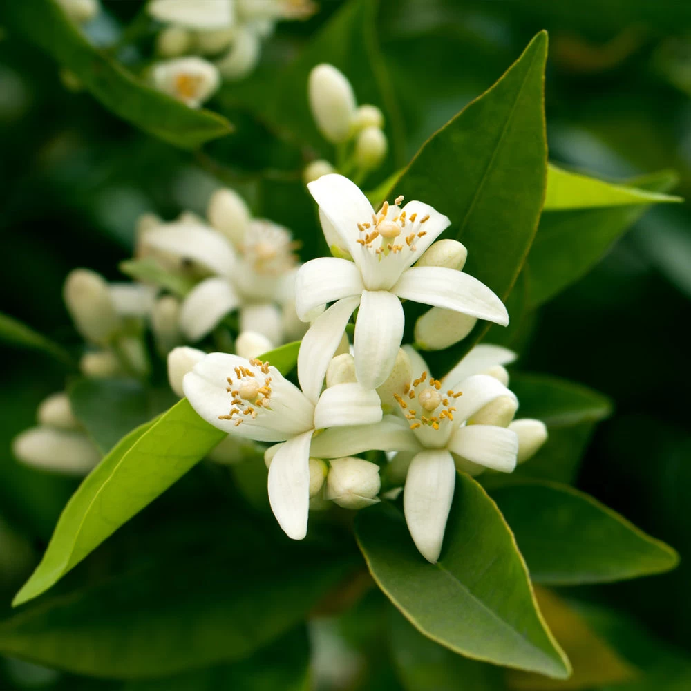 California Honey Mandarin Tree - Image 4