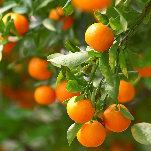 California Honey Mandarin Tree