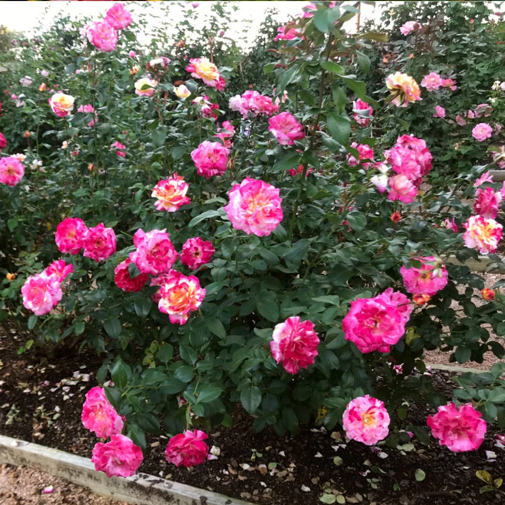 Camille Pissarro™ Rose - Image 3