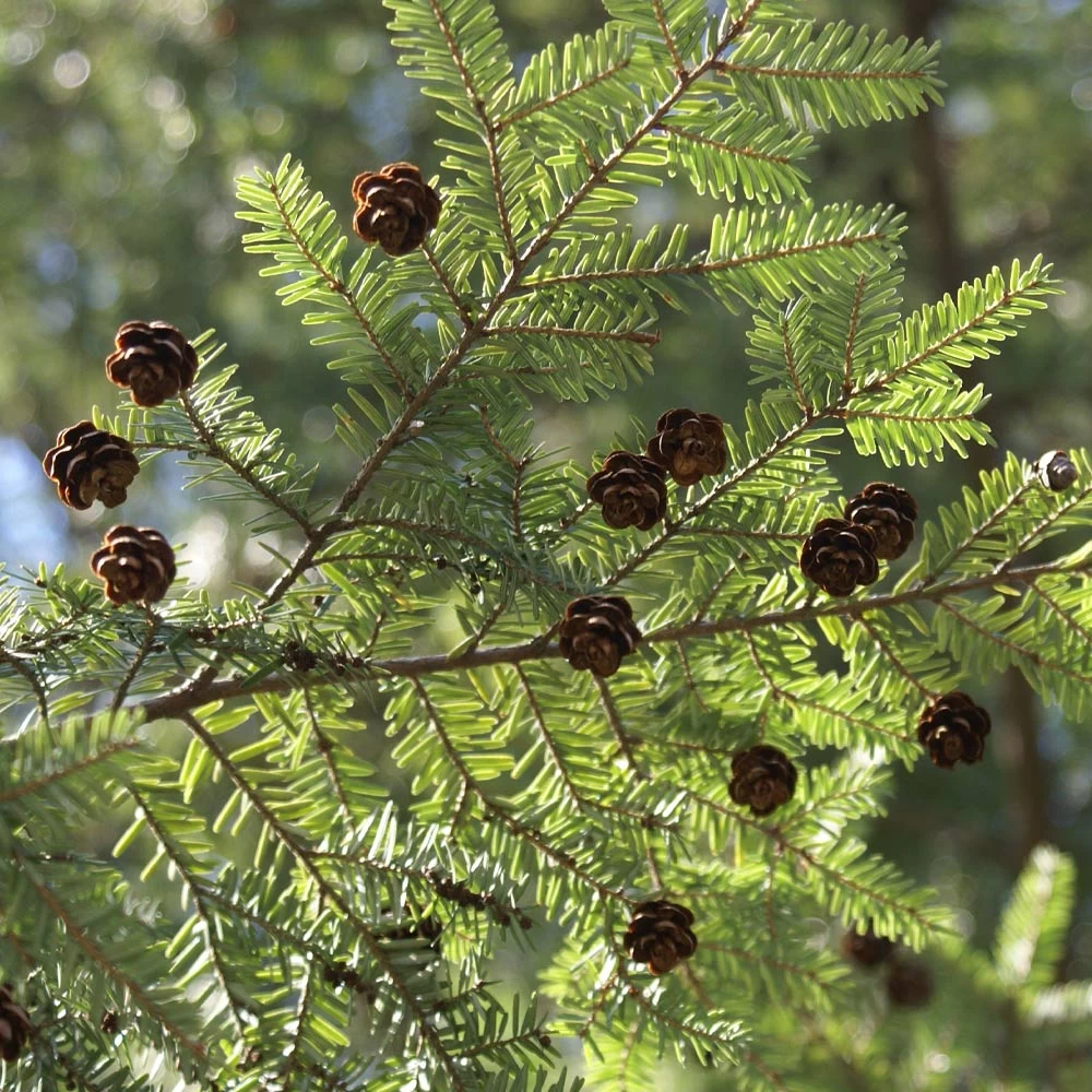 Canadian Hemlock Tree - Image 3